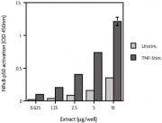 HeLa whole-cell extract (TNF-a stimulated)