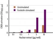 Figure 1: Measurement of phosphorylated CREB.