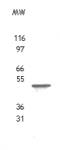 TROY/TAJ antibody (pAb) tested by Western blot.
