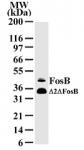 FosB antibody (mAb) tested by Western blot.