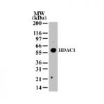 HDAC1 antibody (pAb) tested by Western blot.