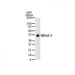 HDAC3 antibody (pAb) tested by Western blot.