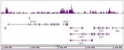 HDAC4 antibody (pAb) tested by ChIP-Seq.