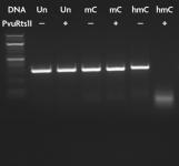 PvuRts1 I restriction enzyme digestion of 5-hmC DNA.