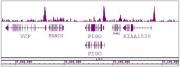 BRD8 / SMAP2 antibody (pAb) tested by ChIP-Seq.