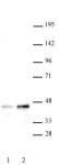 SET8 / PR-SET7 antibody (pAb) tested by Western blot.
