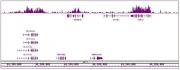 Histone H3K27me1 antibody (mAb) tested by ChIP-Seq.