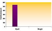 Histone H3K27me1 antibody (mAb) tested by ChIP.