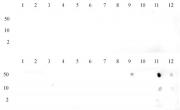 Histone H3K36me2 antibody (mAb) tested by dot blot analysis.