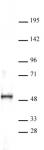 ERR-α antibody (pAb) tested by Western blot.