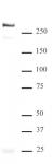 ATRX antibody (pAb) tested by Western blot.