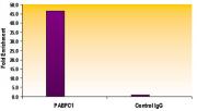 Histone H3K56ac antibody (mAb) tested by ChIP.
