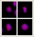 GATA-6 antibody (pAb) tested by immunofluorescence.