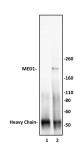 MED1 antibody (pAb) tested by immunoprecipitation.