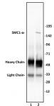SMC1-α antibody (pAb) tested by immunoprecipitation.