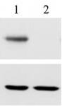 RBPJ antibody (mAb) tested by Western blot.