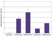 RNA pol II CTD phospho Ser2 antibody (mAb) tested by ChIP.