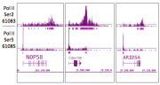 RNA pol II CTD phospho Ser2 antibody (mAb) tested by ChIP-Seq.
