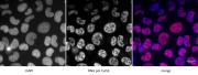 RNA pol II CTD phospho Ser2 antibody (mAb) tested by immunofluorescence.