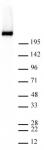 RNA pol II CTD phospho Ser5 antibody (mAb) tested by Western blot.
