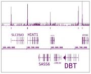 RNA pol II CTD phospho Ser7 antibody (mAb) tested by ChIP-Seq.