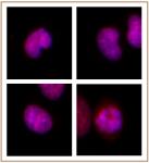BMI-1 antibody (mAb) tested by immunofluorescence.
