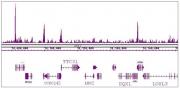 KLF5 antibody (pAb) tested by ChIP-Seq.