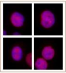 KLF5 antibody (pAb) tested by immunofluorescence.