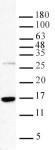 Histone H3K36me3 antibody (pAb) tested by Western blot.