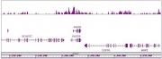 Histone H4K8ac antibody (pAb) tested by ChIP-Seq.