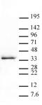 Histone H1.5S17ph antibody (pAb) tested by Western blot.