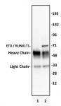 ETO / RUNX1T1 antibody (pAb) tested by immunoprecipitation.