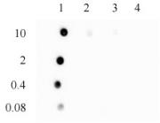 3-Methylcytosine (3-mC) antibody (pAb) tested by dot blot analysis.