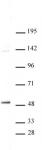 TIEG1 / KLF10 antibody (pAb) tested by Western blot.