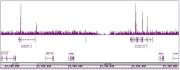 TCF7L1 / TCF3 antibody (pAb) tested by ChIP-Seq.