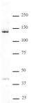 DDB1 antibody (pAb) tested by Western blot.