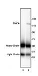 SMC4 antibody (pAb) tested by immunoprecipitation.