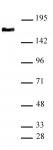 SMC4 antibody (pAb) tested by Western blot.