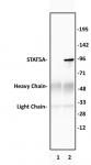 STAT5A antibody (pAb) tested by immunoprecipitation.