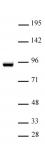 STAT5A antibody (pAb) tested by Western blot.