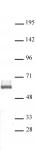 LXR-β antibody (pAb) tested by Western blot.