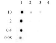 3-Methylcytosine (3-mC) antibody (pAb) tested by dot blot analysis.