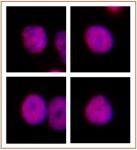 HNF4A antibody (pAb) tested by immunofluorescence.