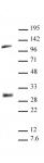 LIN28A antibody (pAb) tested by Western blot.