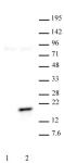 Histone H3T11ph antibody (pAb) tested by Western blot.