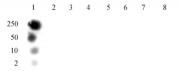 Histone H3T11ph antibody (pAb) tested by dot blot analysis.