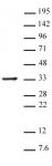 Histone H1 antibody (pAb) tested by Western blot.