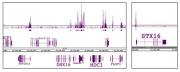 EED antibody (mAb) tested by ChIP-Seq.