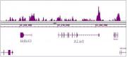 FOXG1 antibody (pAb) tested by ChIP-Seq.