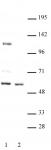 FOXG1 antibody (pAb) tested by Western blot.